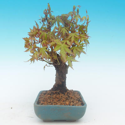 Shohin - Maple-Acer palmatum - 3