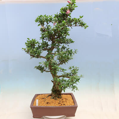 Outdoor bonsai - Japanese azalea SATSUKI- Azalea BYAKUREN - 3