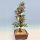 Outdoor bonsai - Japanese azalea SATSUKI- Azalea KINSHO - 3/7
