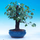 Outdoor bonsai - Prunus mahaleb - 3/6