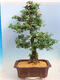 Outdoor bonsai - Japanese azalea SATSUKI- Azalea BEYAKUREN - 3/6