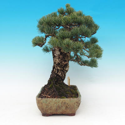 Outdoor bonsai - parviflora Pine - Pinus parviflora - 3