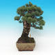 Outdoor bonsai - parviflora Pine - Pinus parviflora - 3/6