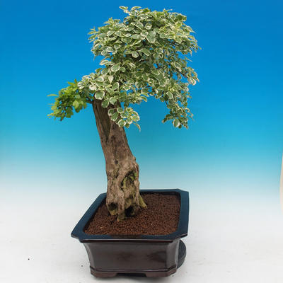 Room bonsai - Duranta variegata - 3