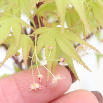 Outdoor bonsai - Acer pal. Sango Kaku - Palm Leaf Maple - 3