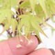 Outdoor bonsai - Acer pal. Sango Kaku - Palm Leaf Maple - 3/4