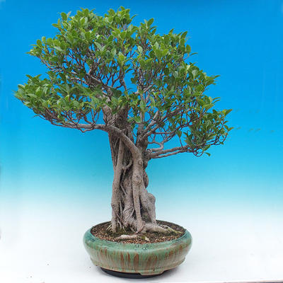 Room bonsai - Ficus kimmen - malolistý ficus - 3