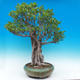 Room bonsai - Ficus kimmen - malolistý ficus - 3/5