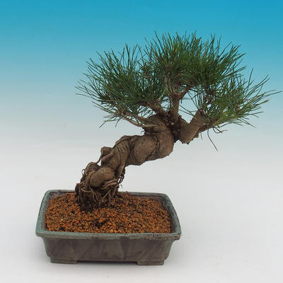 Pinus thunbergii - Pine thunbergova - 3