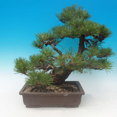 Pinus thunbergii - Pine thunbergova - 3