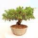 Outdoor bonsai - Juniperus chinensis Itoigawa - Chinese juniper - 3/5