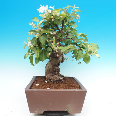 Outdoor bonsai -Maloplodá apple - Malus Halliana - 3