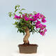 Indoor bonsai - Bouganwilea - 3/7