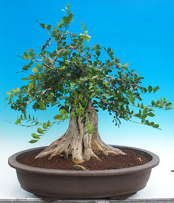 Room bonsai - Muraya paniculata - 3