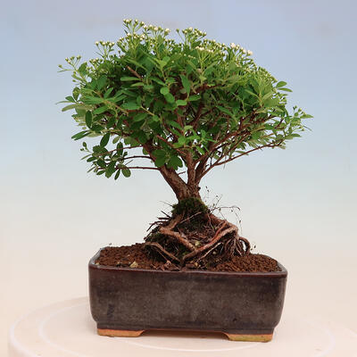 Outdoor bonsai - small-leaved sycamore - Spiraea japonica MAXIM - 3