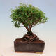 Outdoor bonsai - small-leaved sycamore - Spiraea japonica MAXIM - 3/4