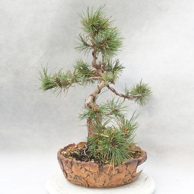 Outdoor bonsai - Pinus mugo - Kneeling Pine - 3