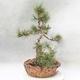 Outdoor bonsai - Pinus mugo - Kneeling Pine - 3/4