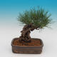 Pinus thunbergii - Pine thunbergova - 3/4