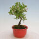 Outdoor bonsai - Ligustrum obtusifolium - Dull-leaved bird's-bill - 3/6