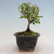 Outdoor bonsai - Ligustrum obtusifolium - Dull-leaved bird's-bill - 3/6