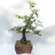 Outdoor bonsai -Larix decidua - Larch - 3/5