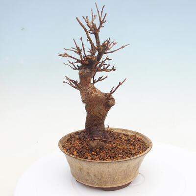 Outdoor bonsai - Buergerianum Maple - Burger Maple - 3