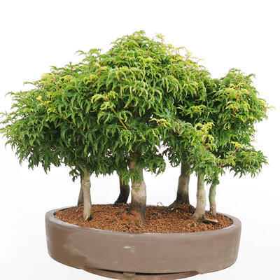 Outdoor bonsai - Acer palmatum SHISHIGASHIRA- Small-leaved maple-forest - 3