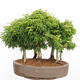 Outdoor bonsai - Acer palmatum SHISHIGASHIRA- Small-leaved maple-forest - 3/4