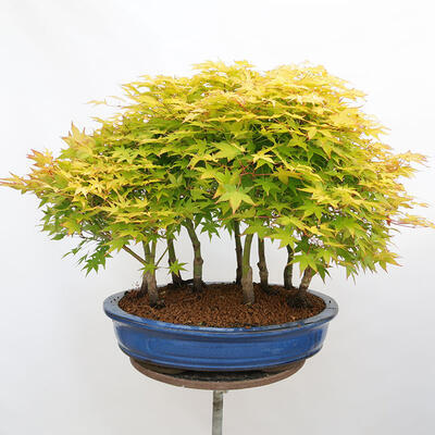 Outdoor bonsai - Acer palmatum Aureum - Palm-leaved golden-forest maple - 3