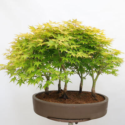 Outdoor bonsai - Acer palmatum Aureum - Palm-leaved golden-forest maple - 3