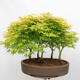 Outdoor bonsai - Acer palmatum Aureum - Palm-leaved golden-forest maple - 3/4