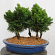 Outdoor bonsai - Cham.pis obtusa Nana Gracilis - Cypress forest - 3/4