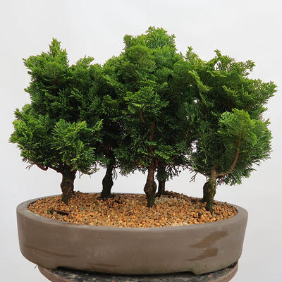 Outdoor bonsai - Cham.pis obtusa Nana Gracilis - Cypress forest - 3