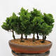 Outdoor bonsai - Cham.pis obtusa Nana Gracilis - Cypress forest - 3/4