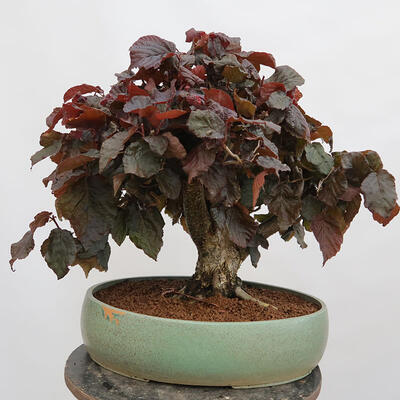 Outdoor bonsai - Corylus Avellana Red Majestic - Common hazel - 3