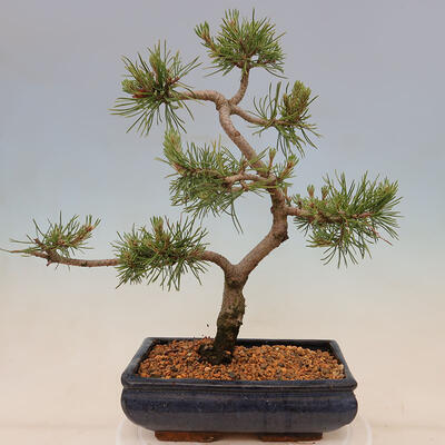 Outdoor bonsai - Pinus mugo Humpy - Kneeling pine - 3