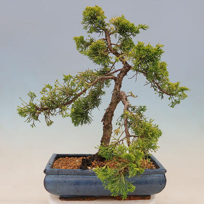 Outdoor bonsai - Juniperus chinensis plumosa aurea - Chinese golden juniper - 3