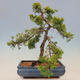 Outdoor bonsai - Juniperus chinensis plumosa aurea - Chinese golden juniper - 3/4