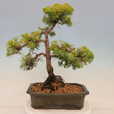 Outdoor bonsai - Juniperus chinensis plumosa aurea - Chinese golden juniper - 3