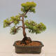 Outdoor bonsai - Juniperus chinensis plumosa aurea - Chinese golden juniper - 3/4