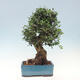 Indoor bonsai - Olea europaea sylvestris - European small-leaved olive oil - 3/6