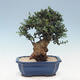 Indoor bonsai - Olea europaea sylvestris - European small-leaved olive oil - 3/6