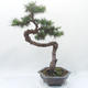 Outdoor bonsai -Larix decidua - Larch - 3/6