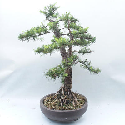Outdoor bonsai -Larix decidua - Larch - 3