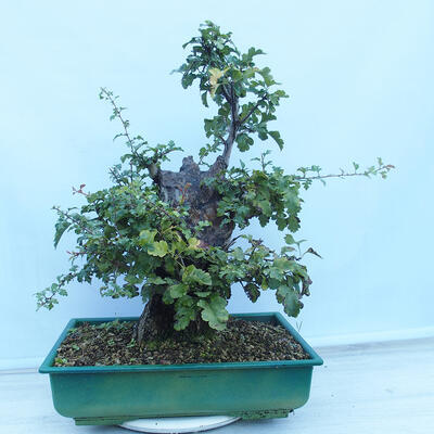 Outdoor bonsai - Single-seeded hawthorn - Crataegus monogyna - 3
