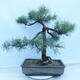Outdoor bonsai - Pinus sylvestris - Forest pine - 3/5
