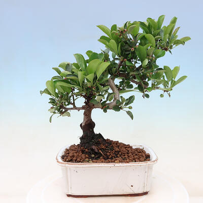Outdoor bonsai - Malus sargentii - Small-fruited apple tree - 3