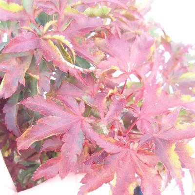Outdoor bonsai - Acer palmatum Shishigashira - 3