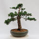 Outdoor bonsai - Juniperus chinensis Kishu - Chinese juniper - 3/4